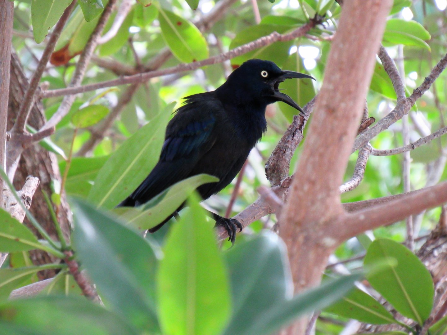 Common Grackle
