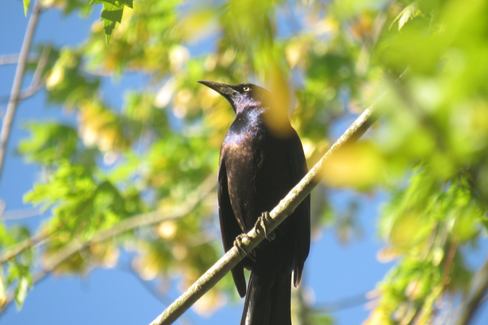 Common grackle