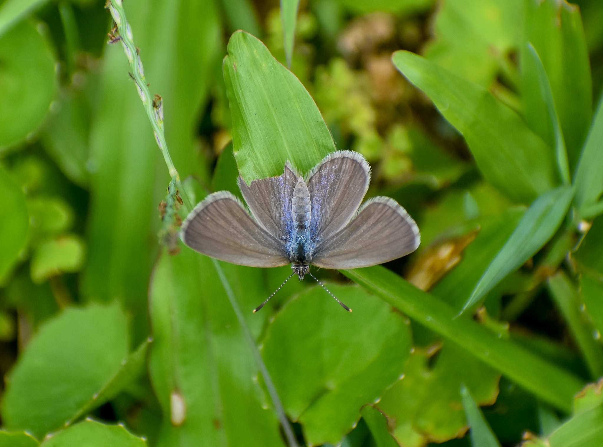Common Grass-Blue