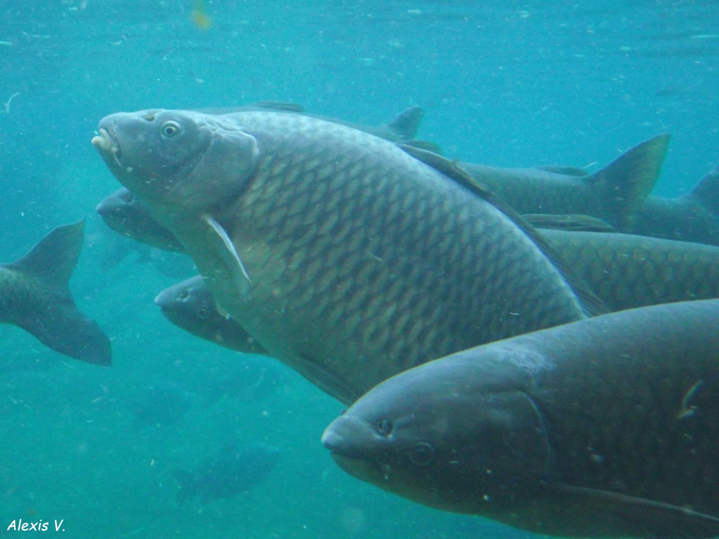 Common & Grass Carps - Zooparc de Beauval - 12/01/2025