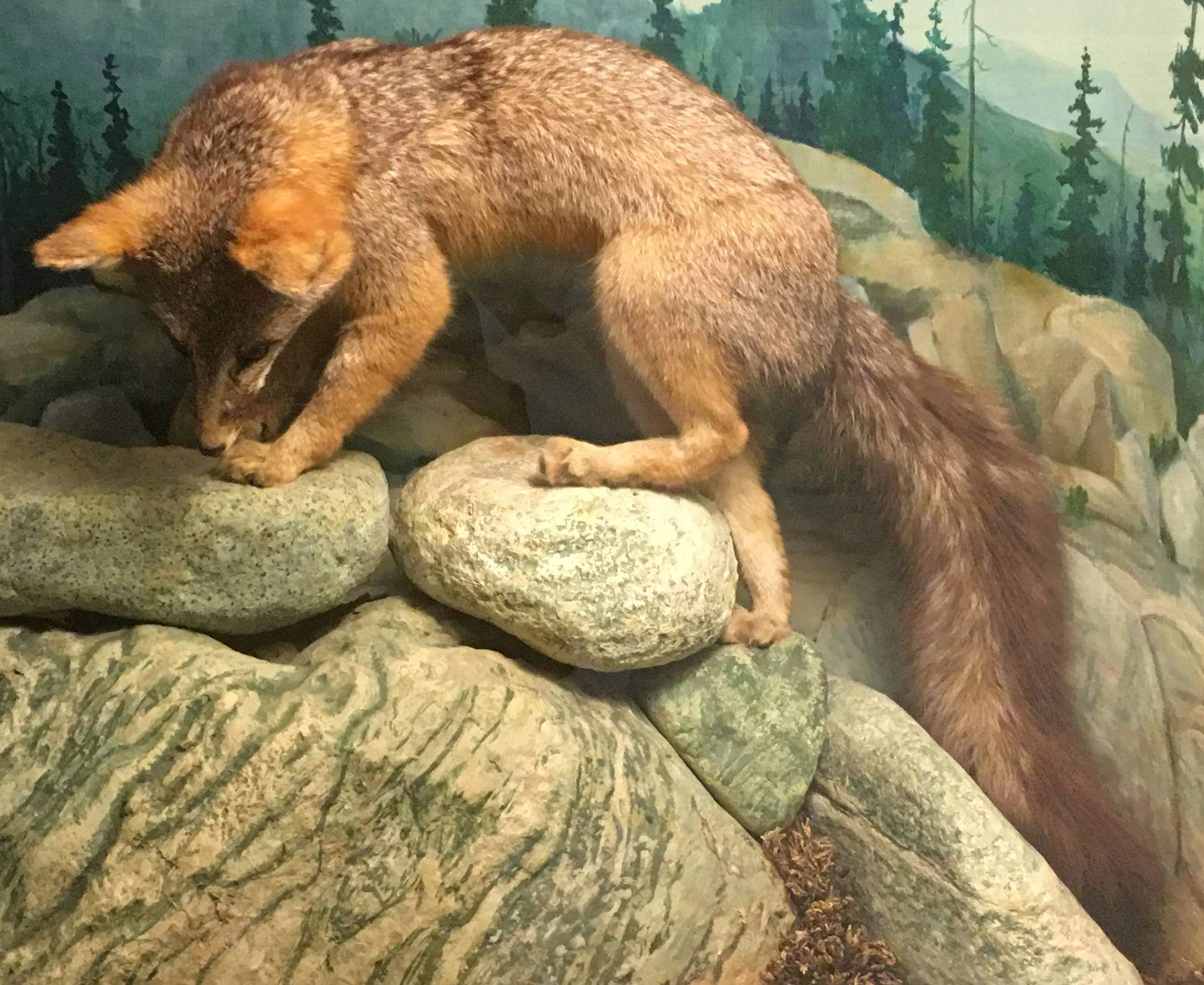 Common gray fox (Urocyon cinereoargenteus)