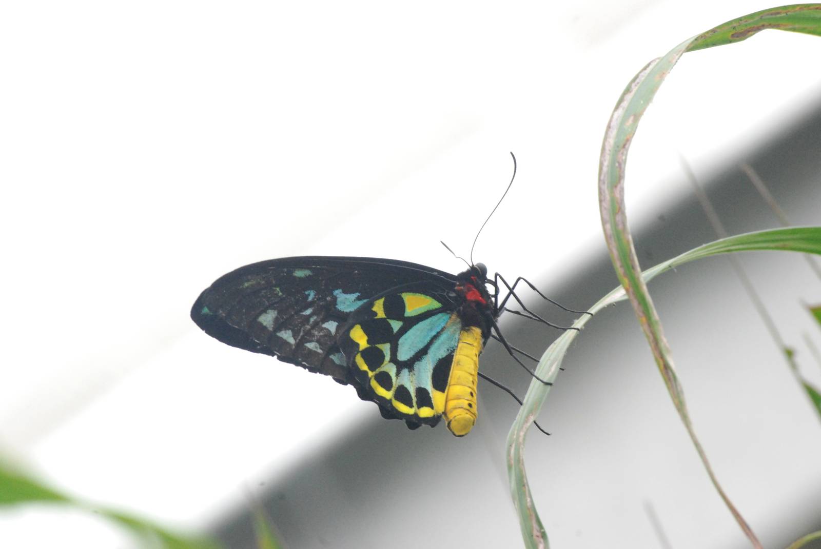 Common Green Birdwing at Chester, 15/07/12