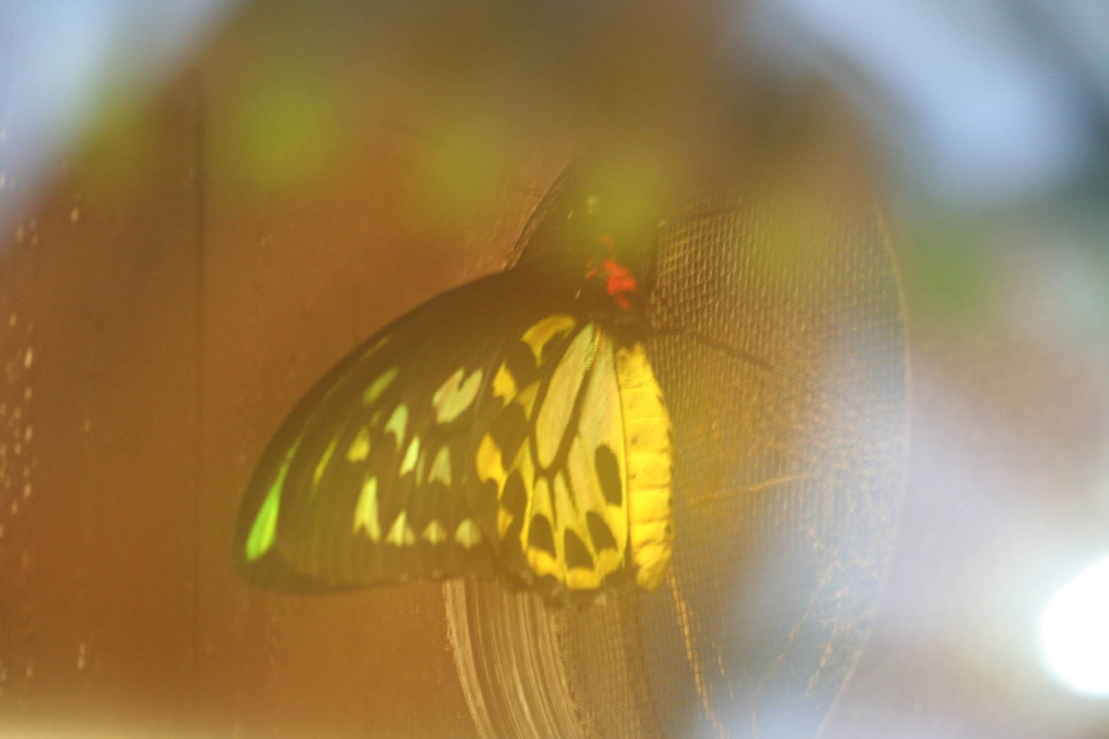 Common green birdwing
