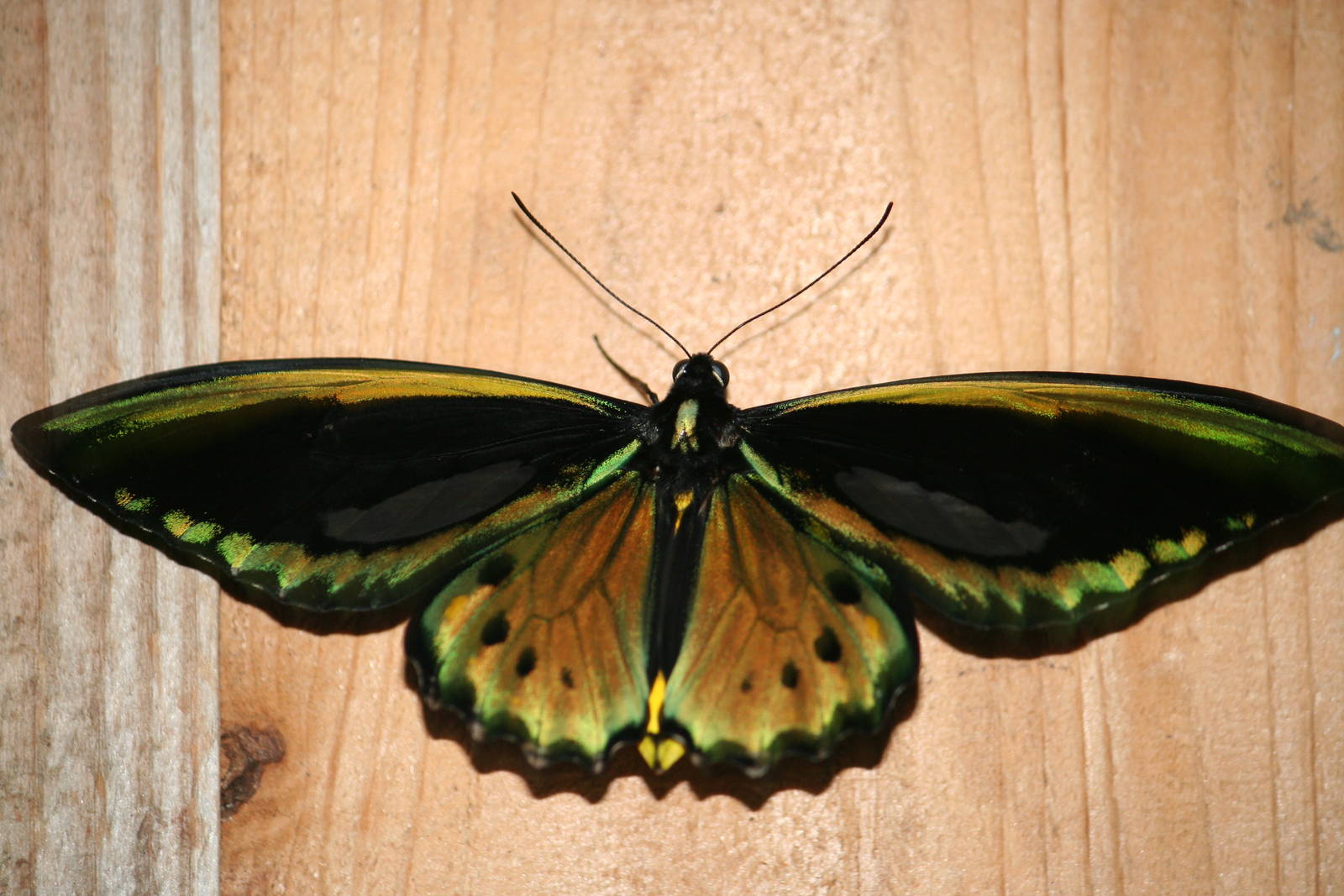 Common green birdwing