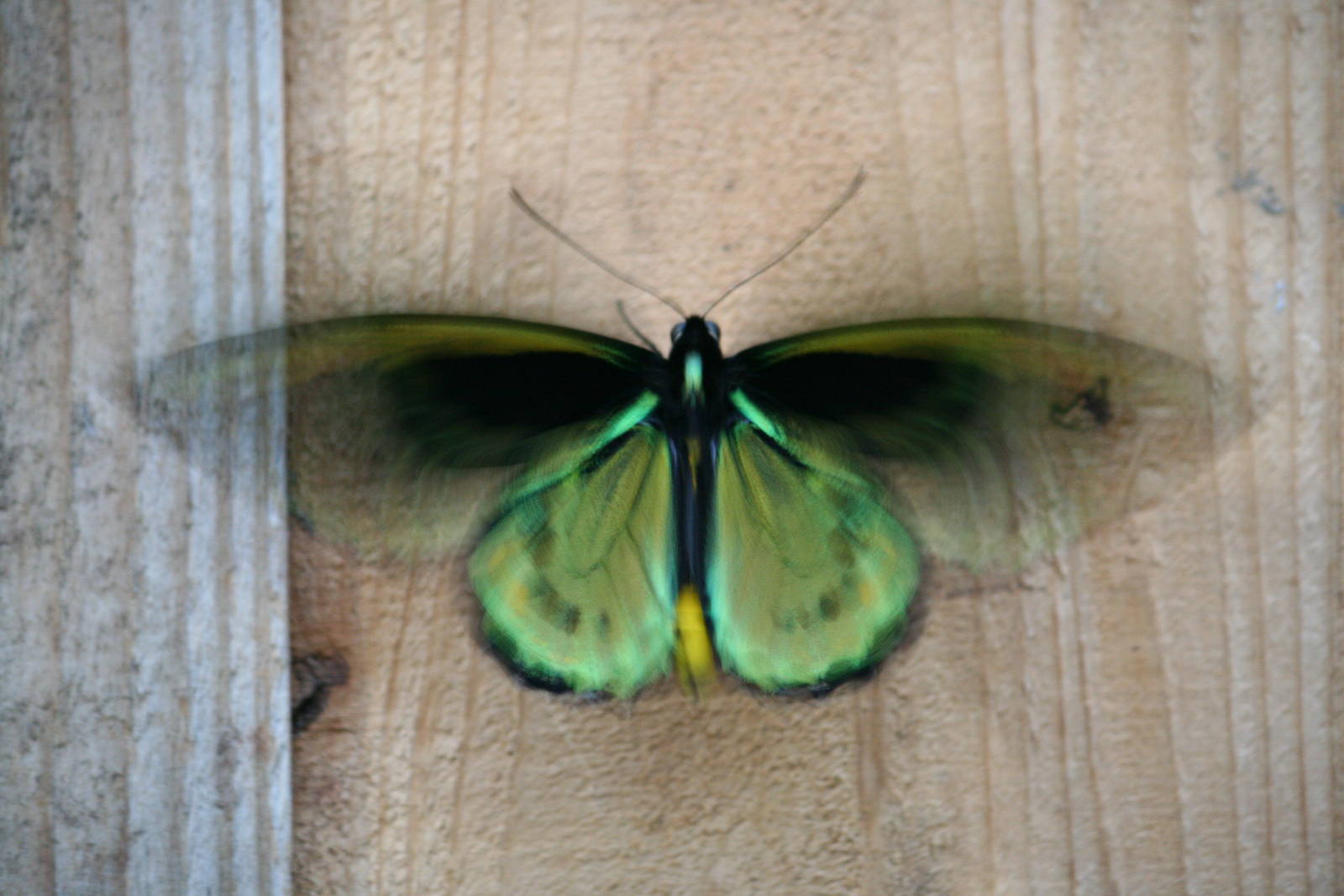 Common green birdwing