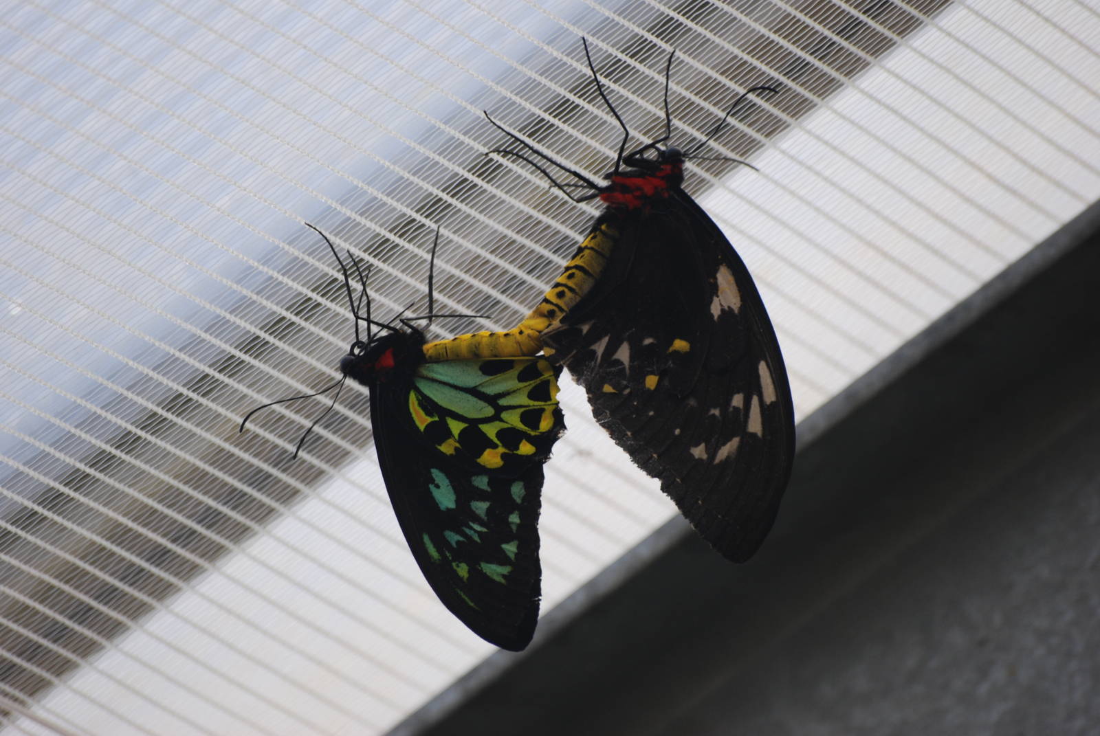 Common Green Birdwings at Chester, 19/02/12