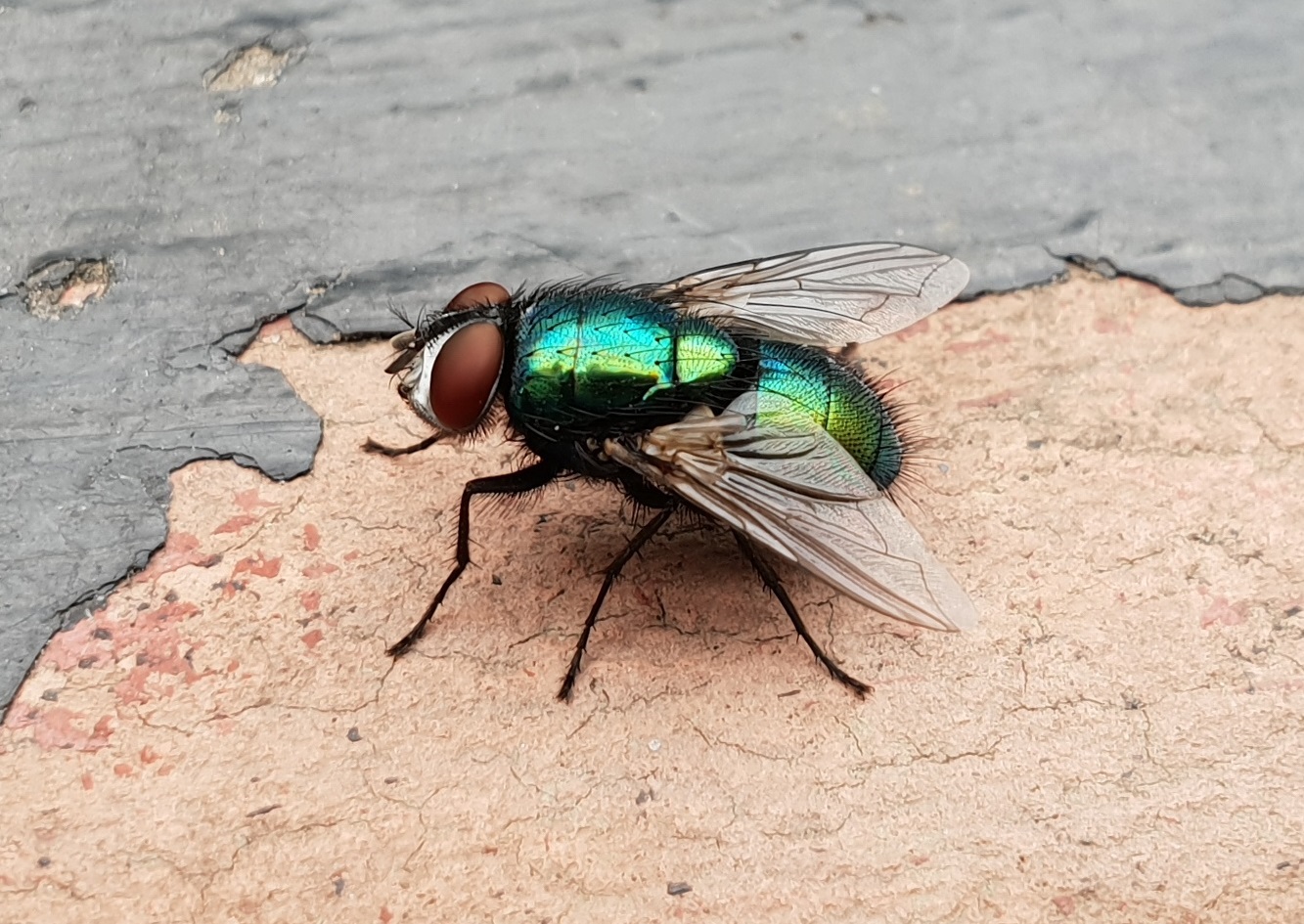 Common green bottle fly - Lucilia sericata