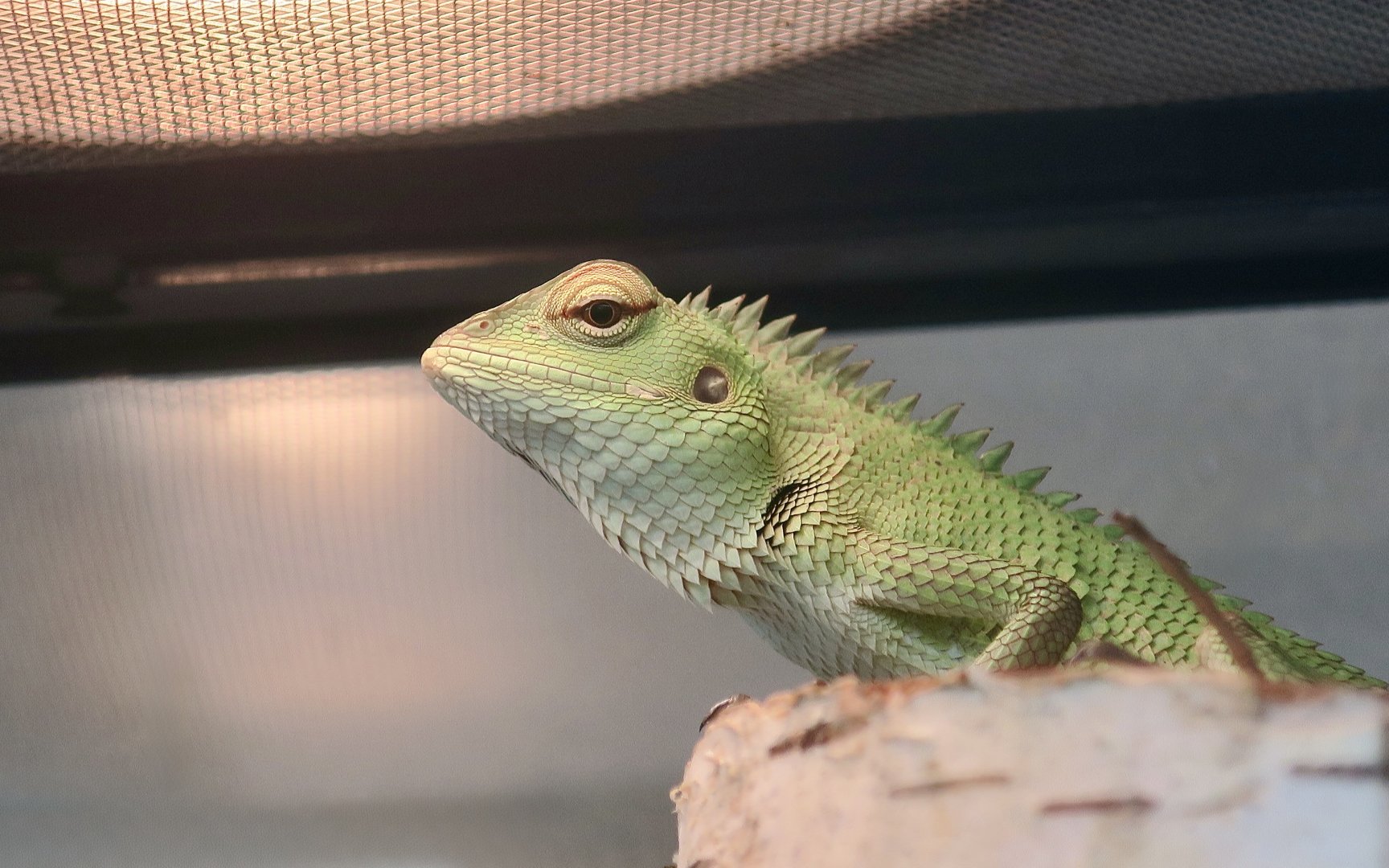 Common Green Forest Lizard (Calotes calotes) - The Gecko Gallery NYC