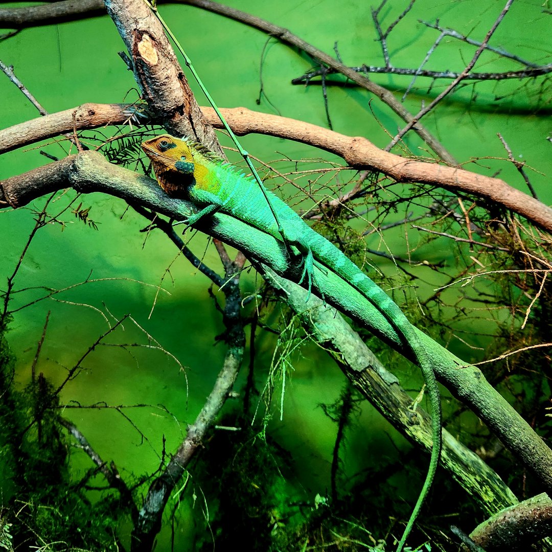 Common Green Forest Lizard (Calotes calotes)