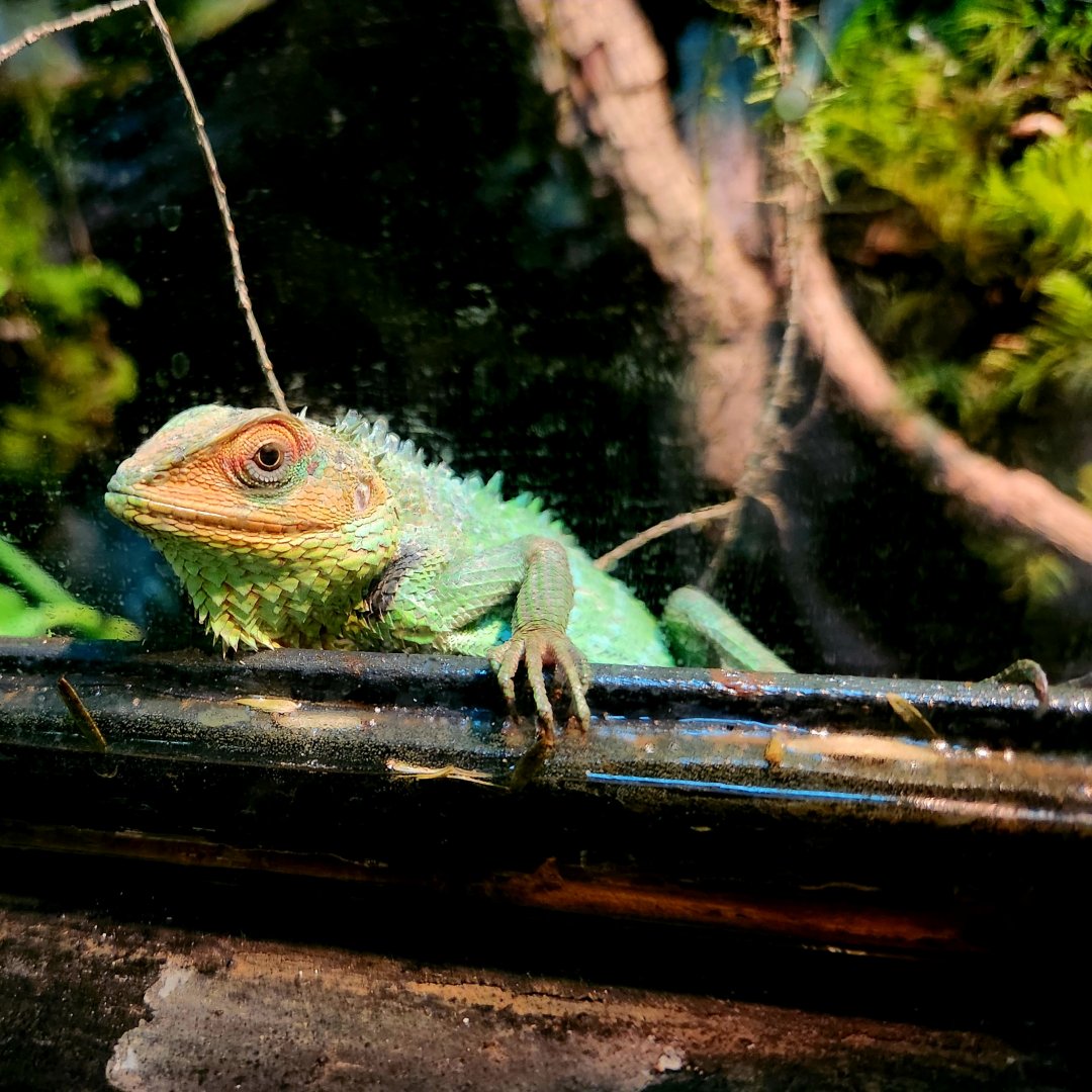 Common Green Forest Lizard (Calotes calotes)