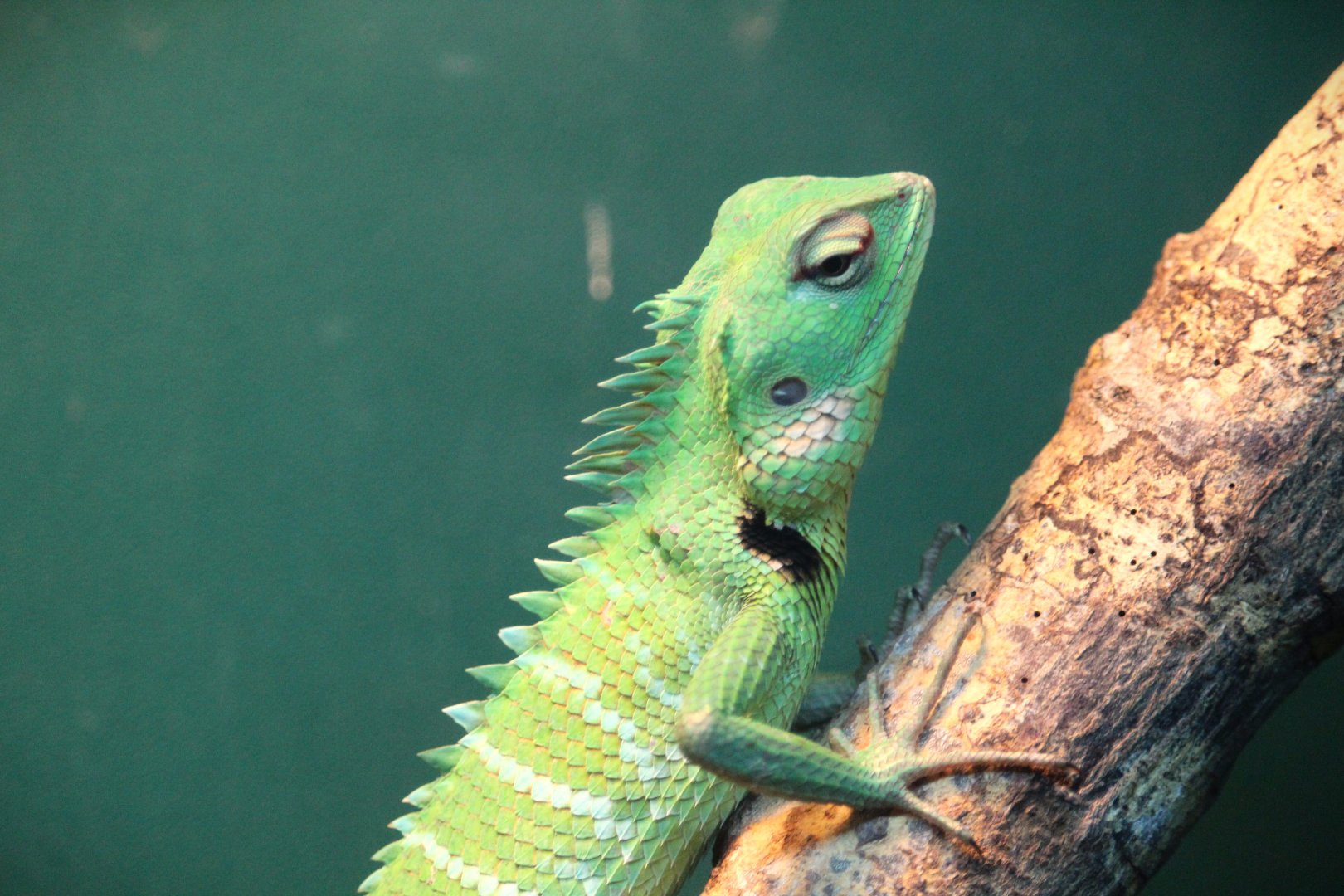 Common Green Forest Lizard