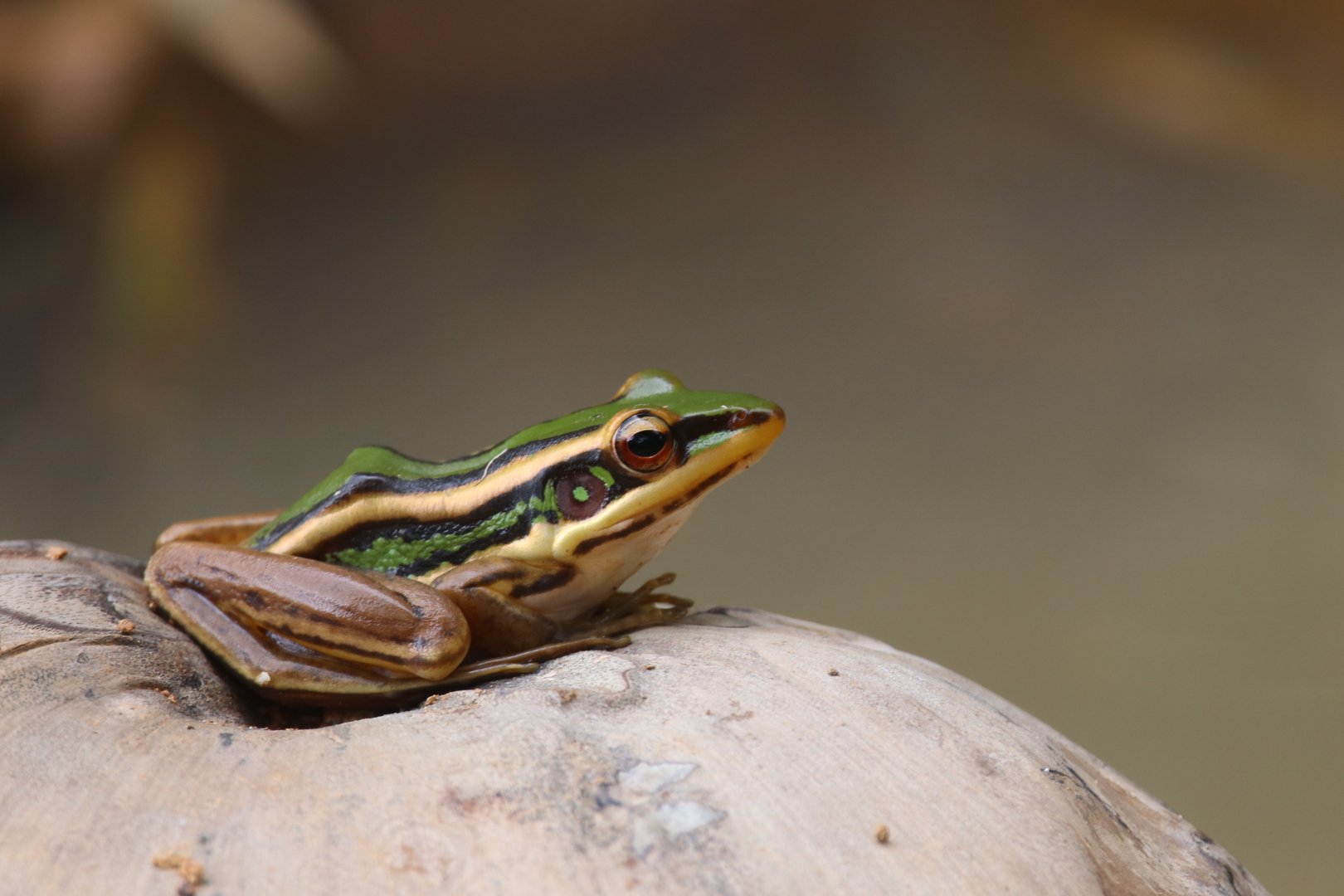 Common green frog (Koh Chang)
