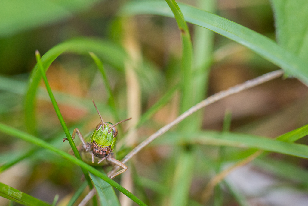 Common green grasshopper - Omocestus viridulus