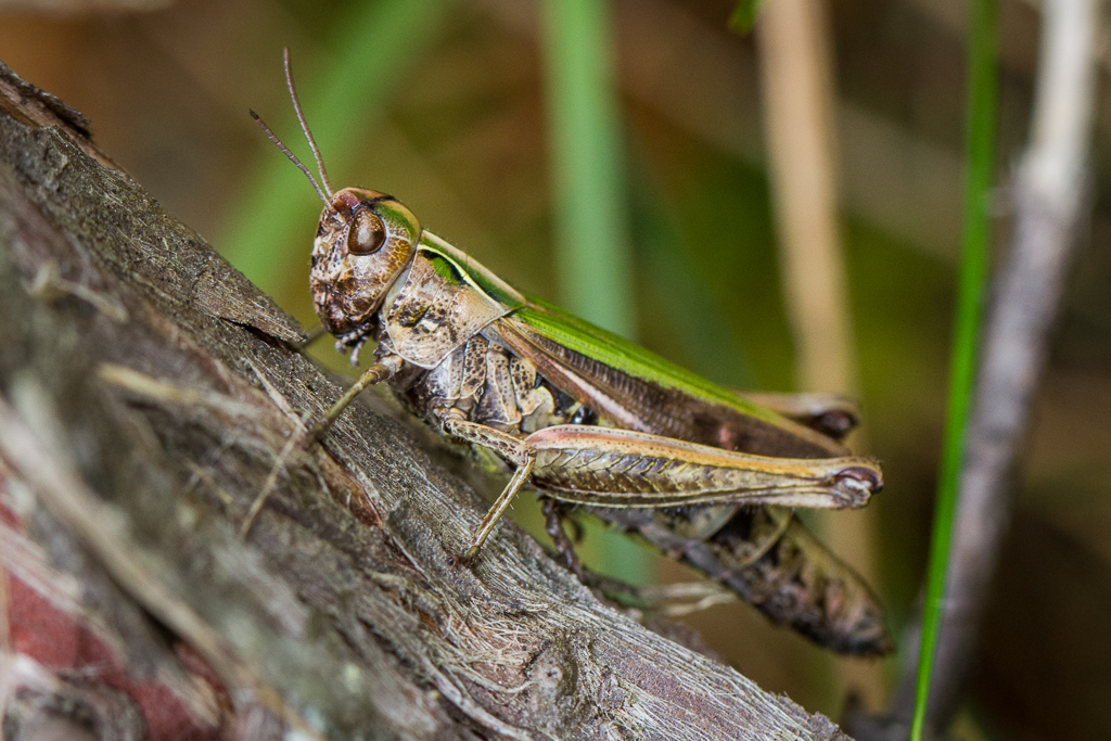 Common green grasshopper - Omocestus viridulus