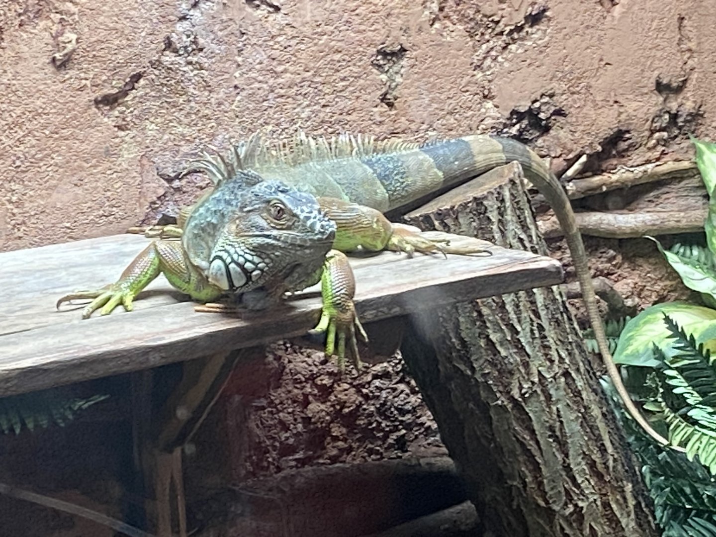 Common green iguana 040124