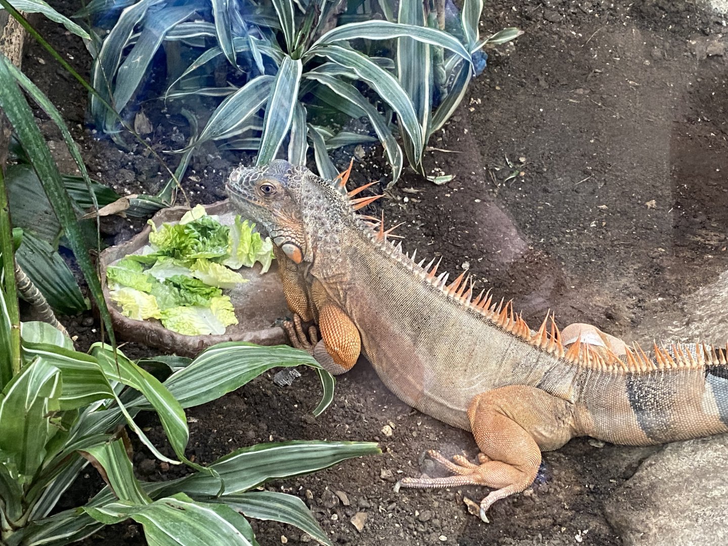 Common green iguana 050924
