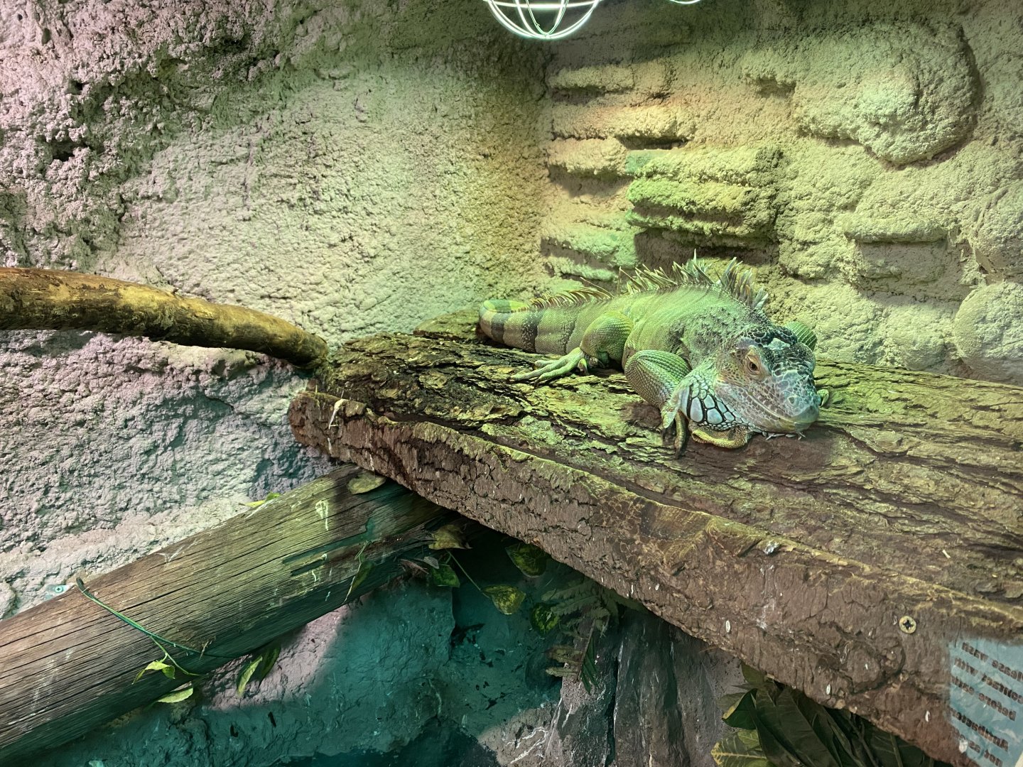 Common green iguana 070320