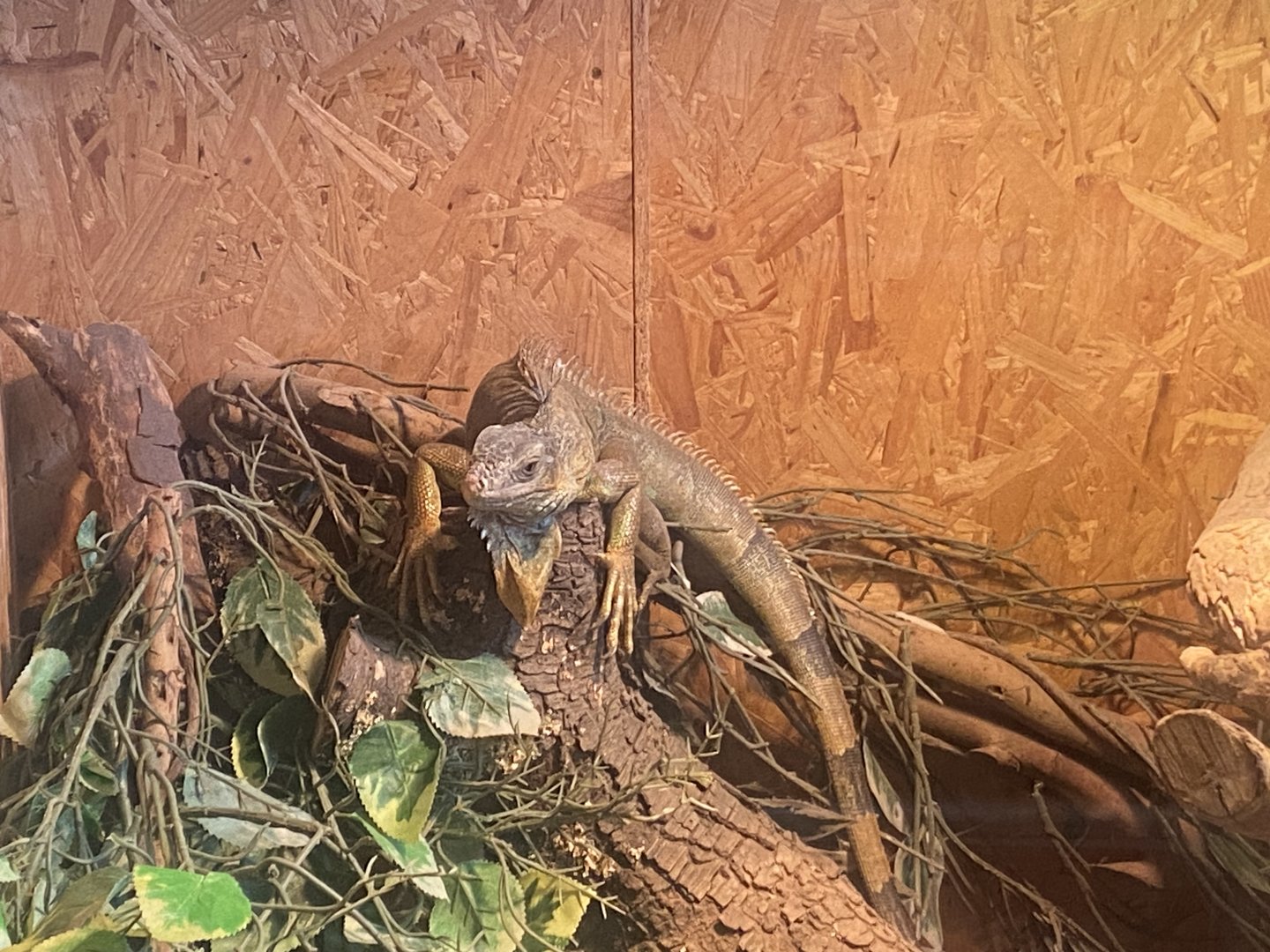 Common green iguana 300623