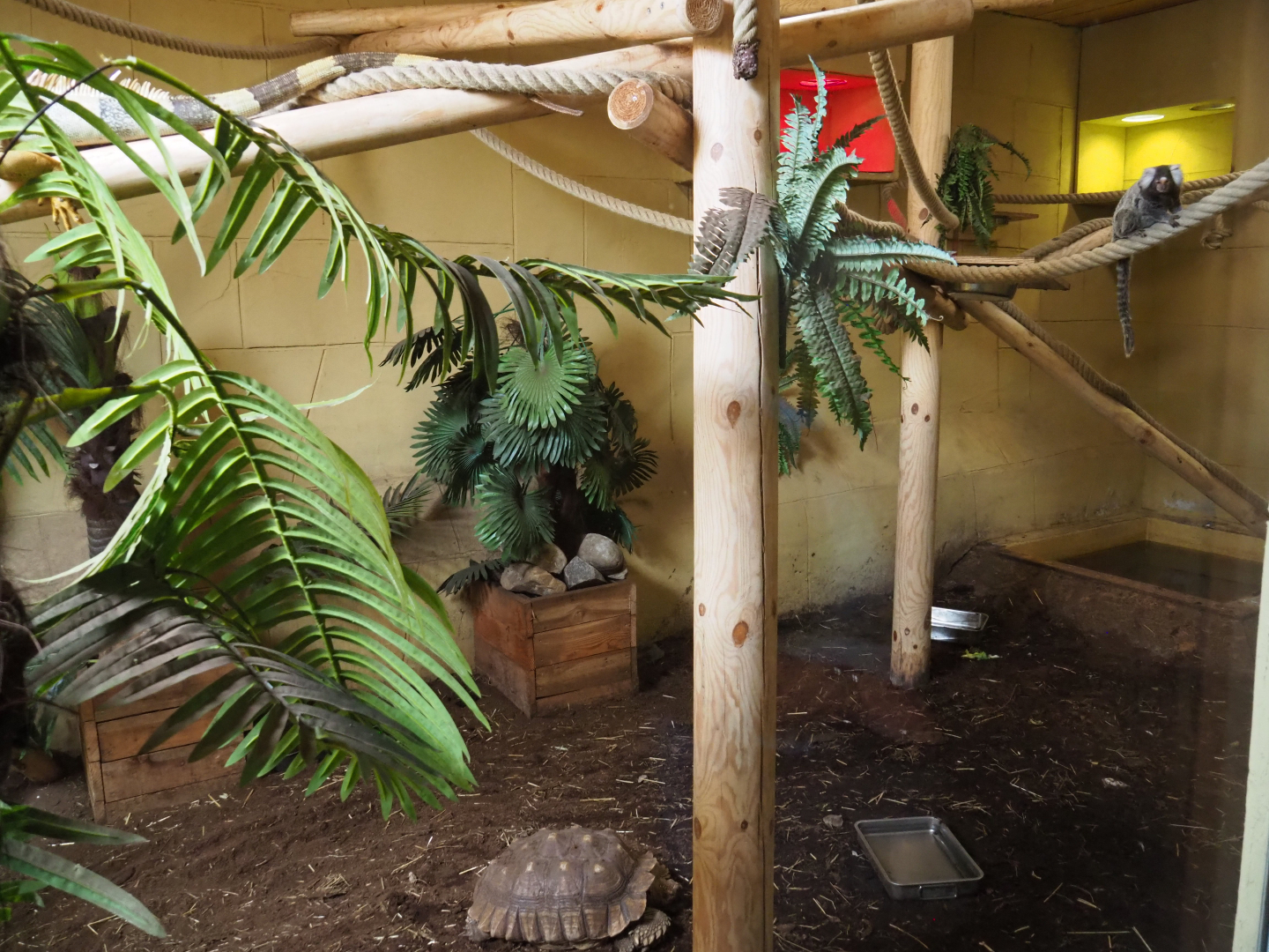 Common green iguana, Common marmoset and African spurred tortoise exhibit, 2020-09-12