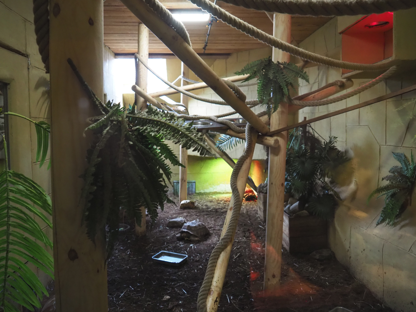 Common green iguana, Common marmoset and African spurred tortoise exhibit, 2020-09-12