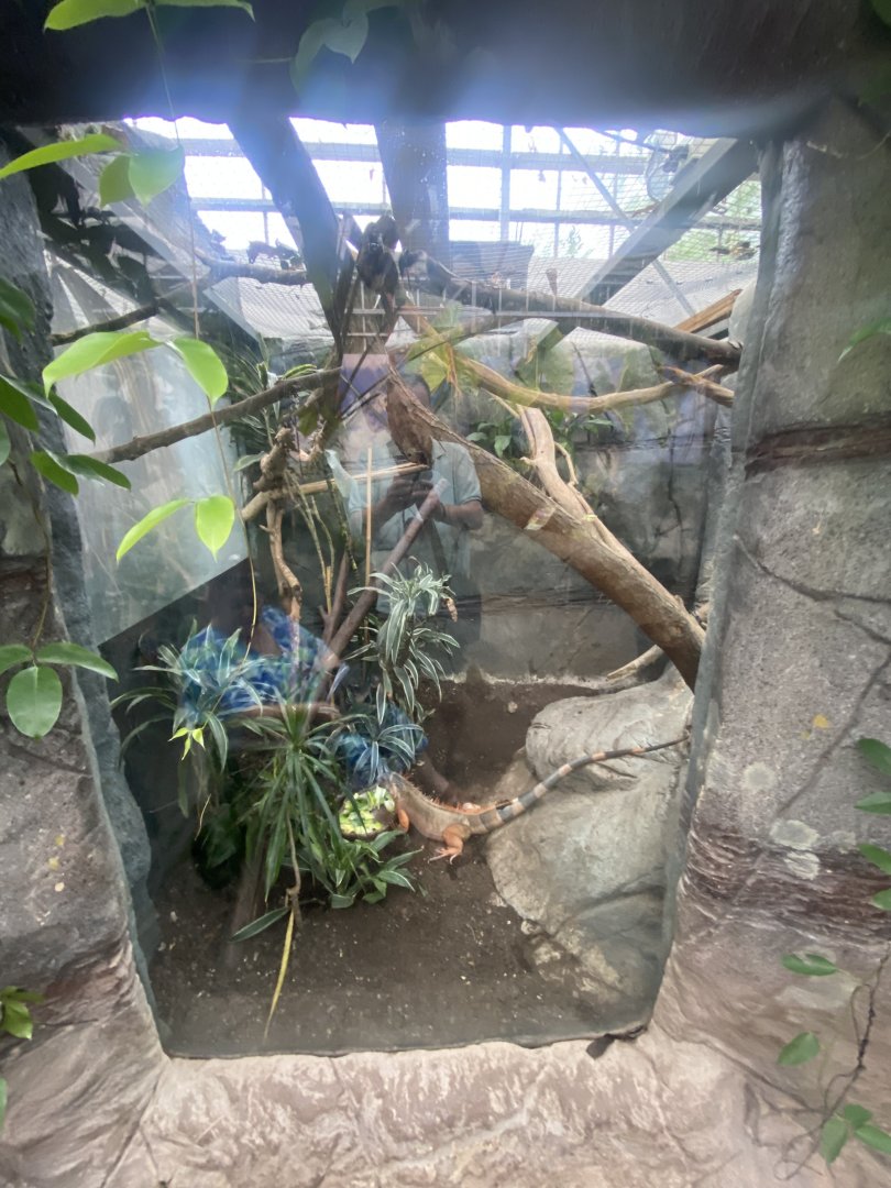 Common green iguana exhibit 050924