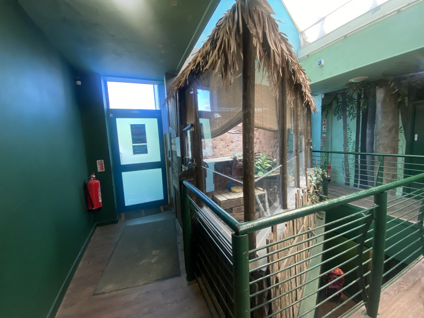 Common green iguana exhibit 070124