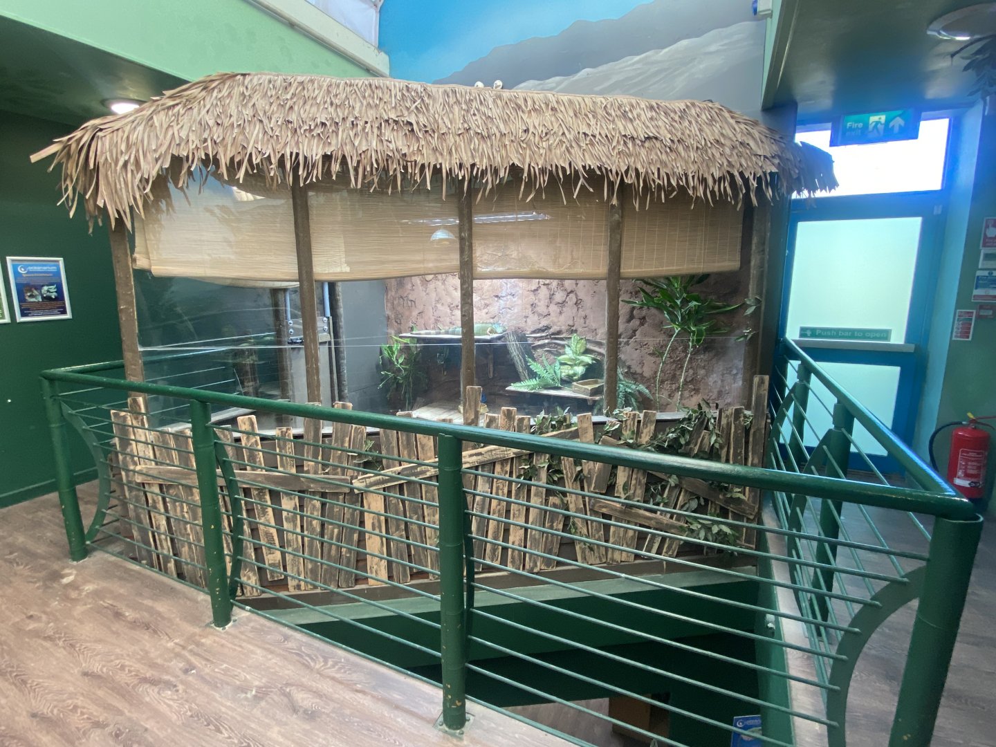 Common green iguana exhibit 070124