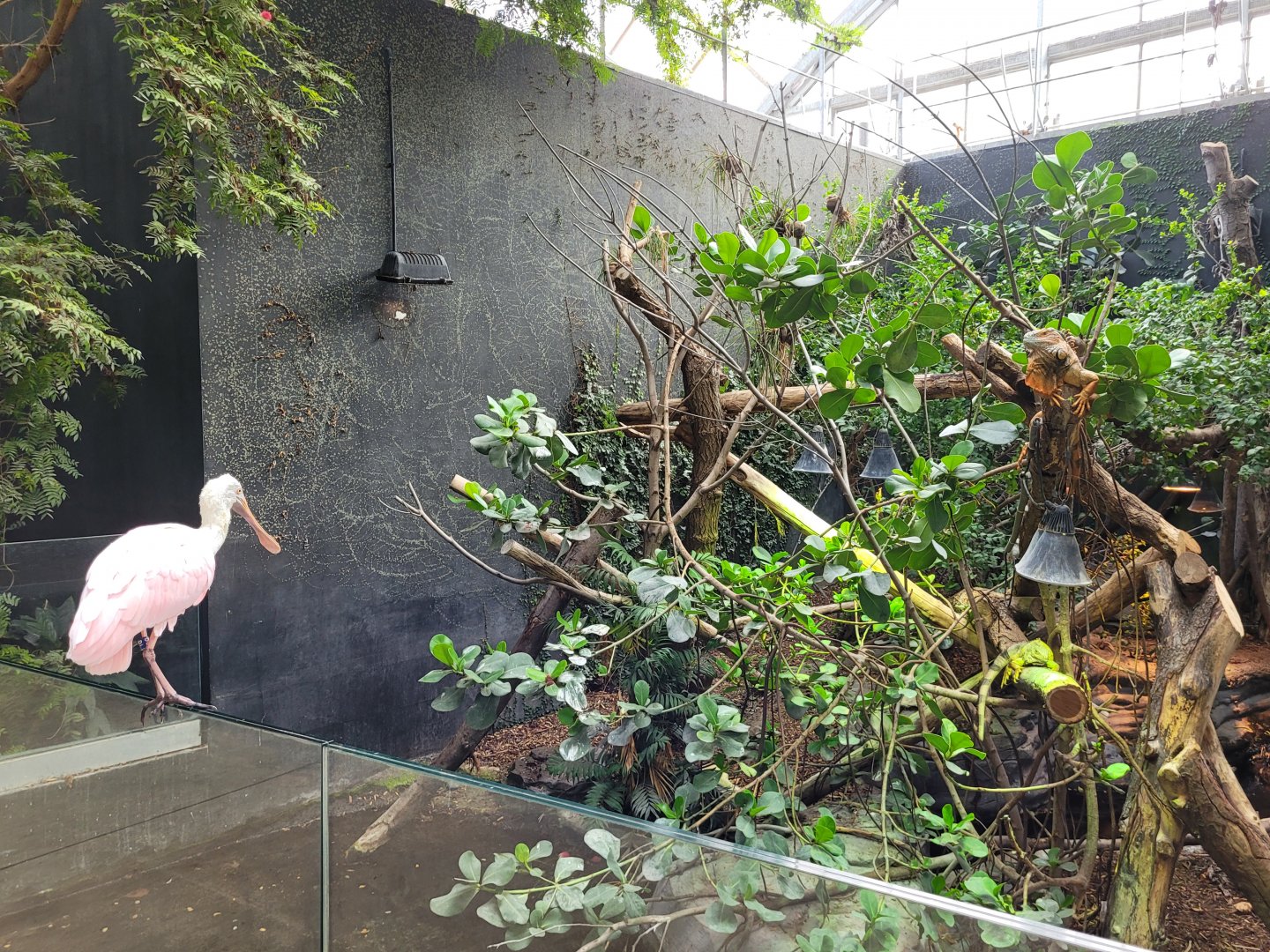 Common green iguana exhibit -Parc Zoologique de Paris (2022)