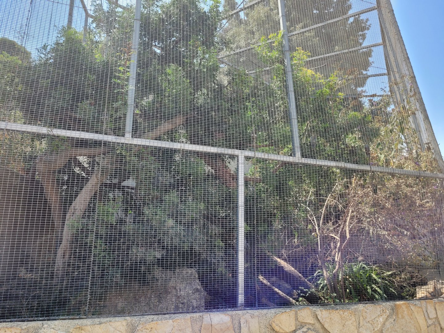 Common green iguana exhibit -Réserve Africaine de Sigean (2022)