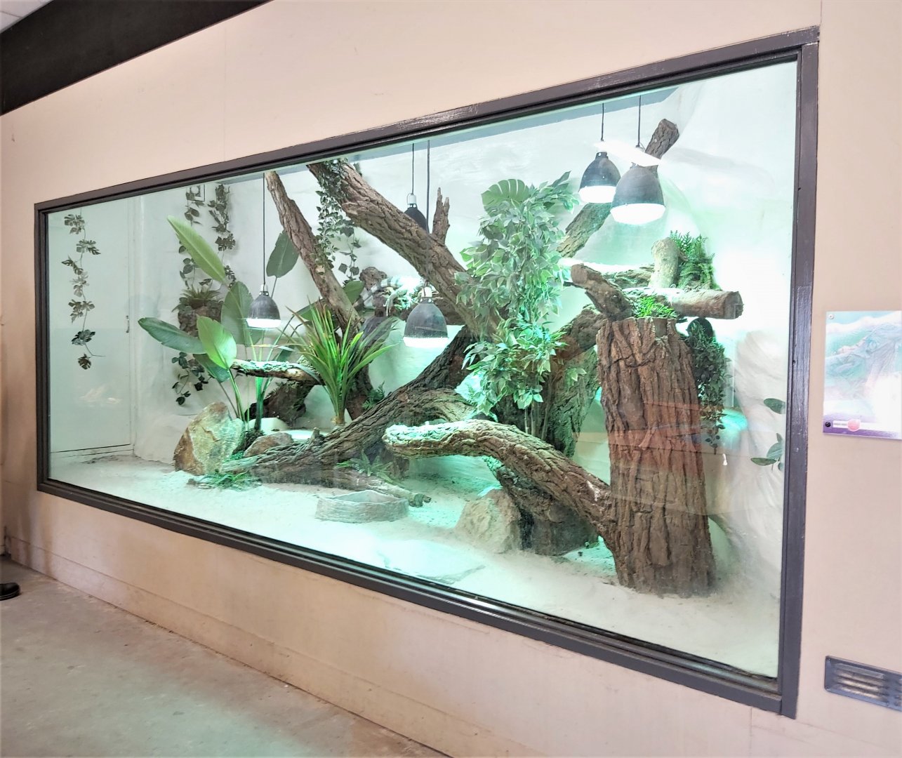 Common green iguana exhibit