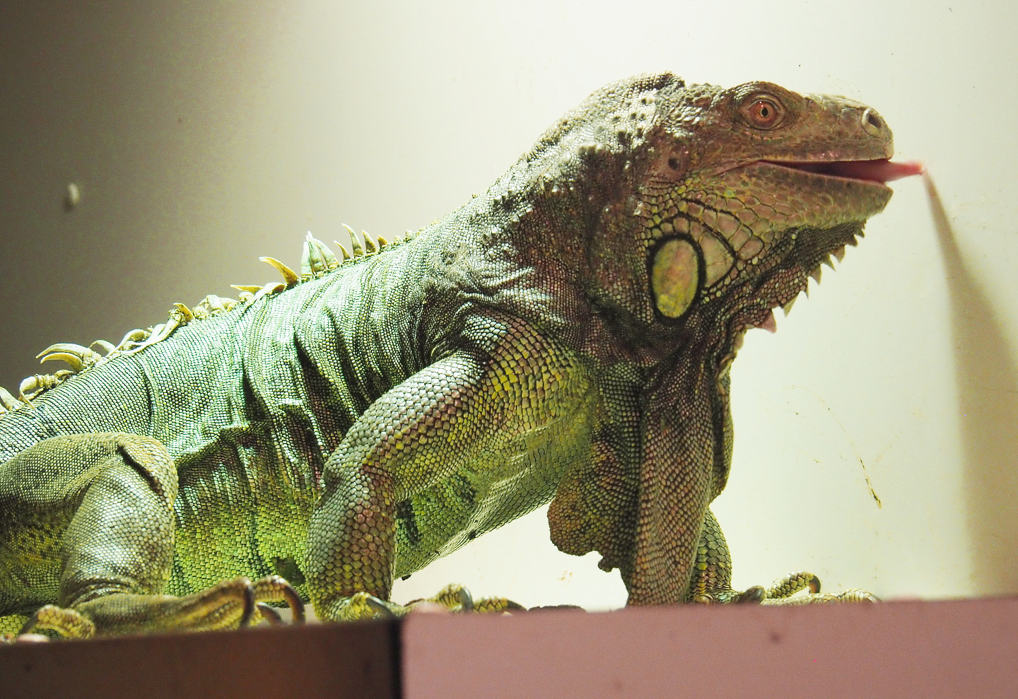 Common green iguana (Iguana iguana) , 2020-09-12
