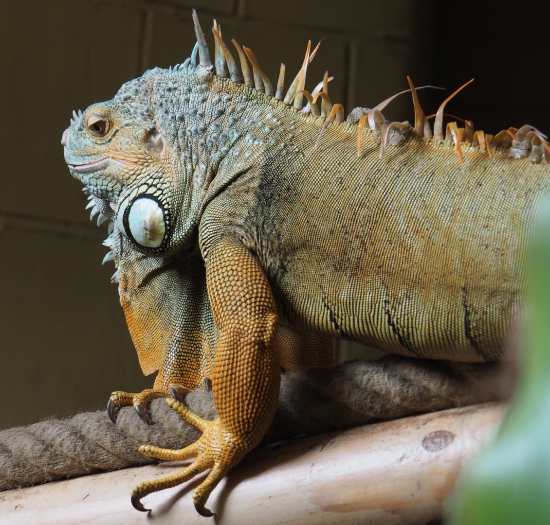 Common green iguana (Iguana iguana), 2020-09-12