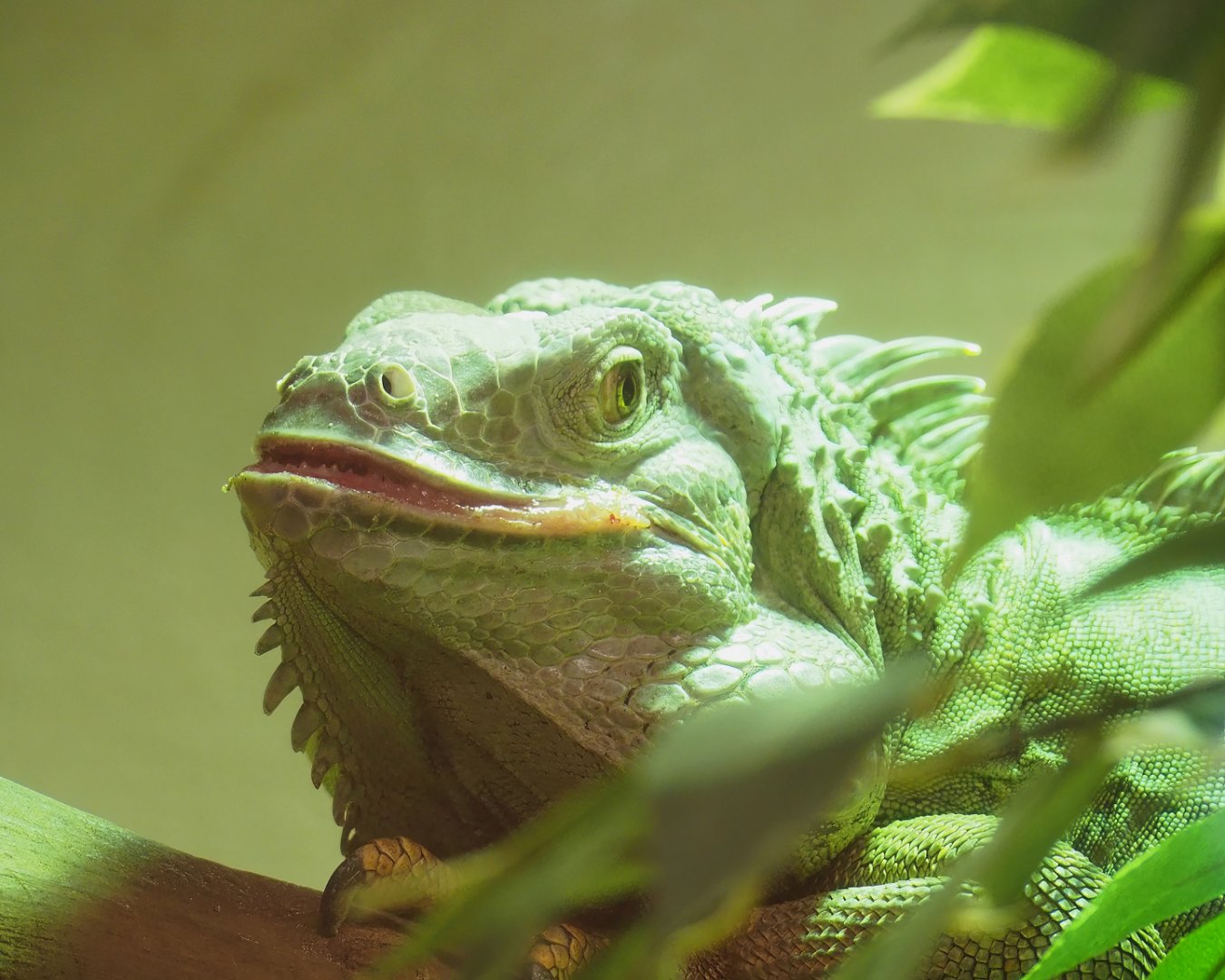 Common green iguana (Iguana iguana), 2023-04-30
