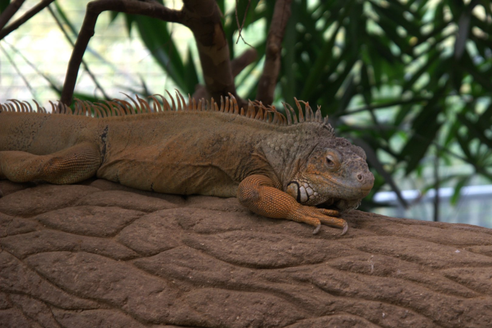 Common Green Iguana (Iguana iguana), 31-10-25