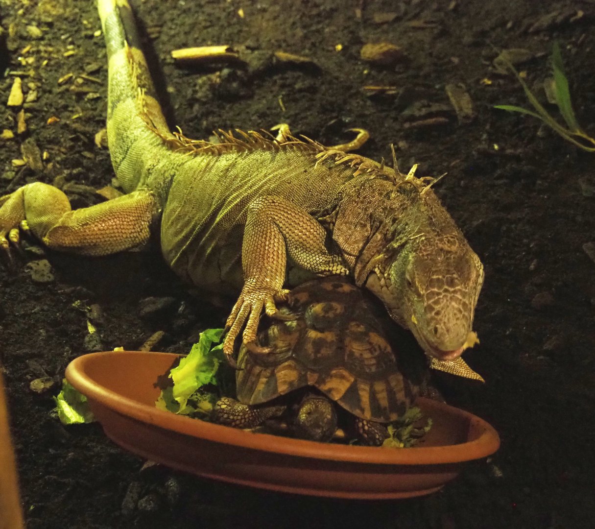 Common green iguana (Iguana iguana) and Hermann's tortoise (Testudo hermanni), 2020-09-12