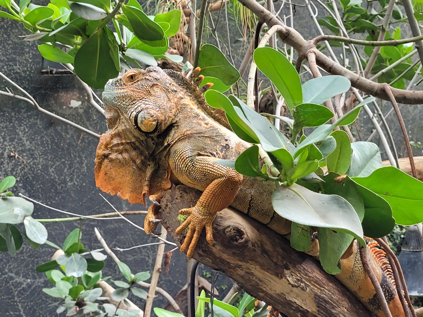 Common green iguana -Parc Zoologique de Paris (2022)