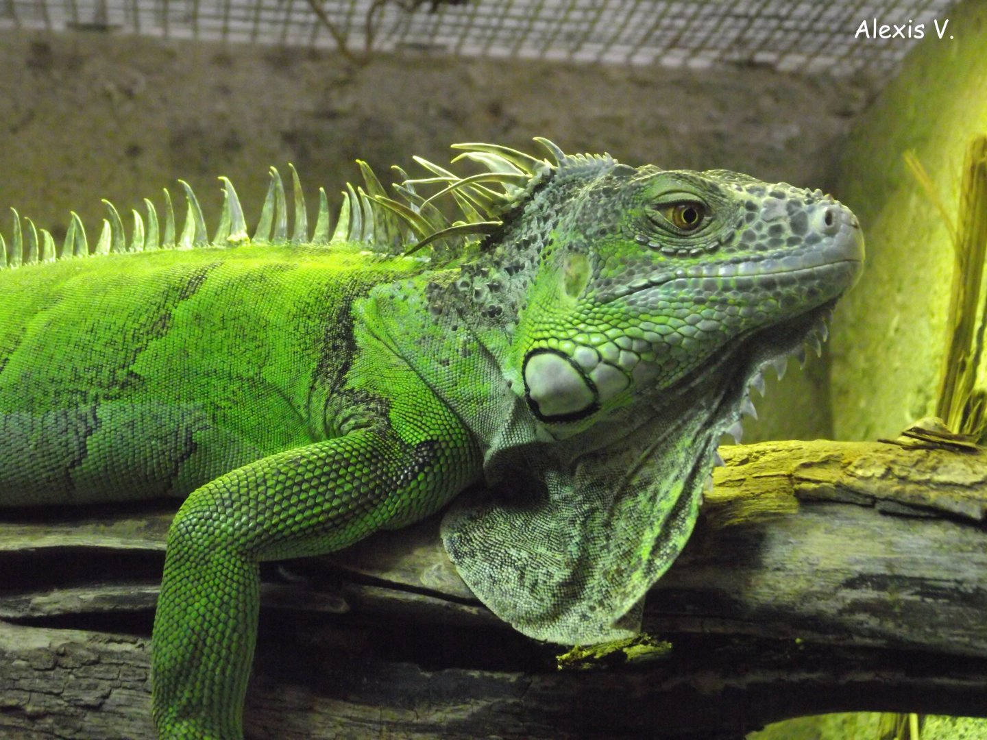 Common Green Iguana - Zooparc de Beauval - 02/2017