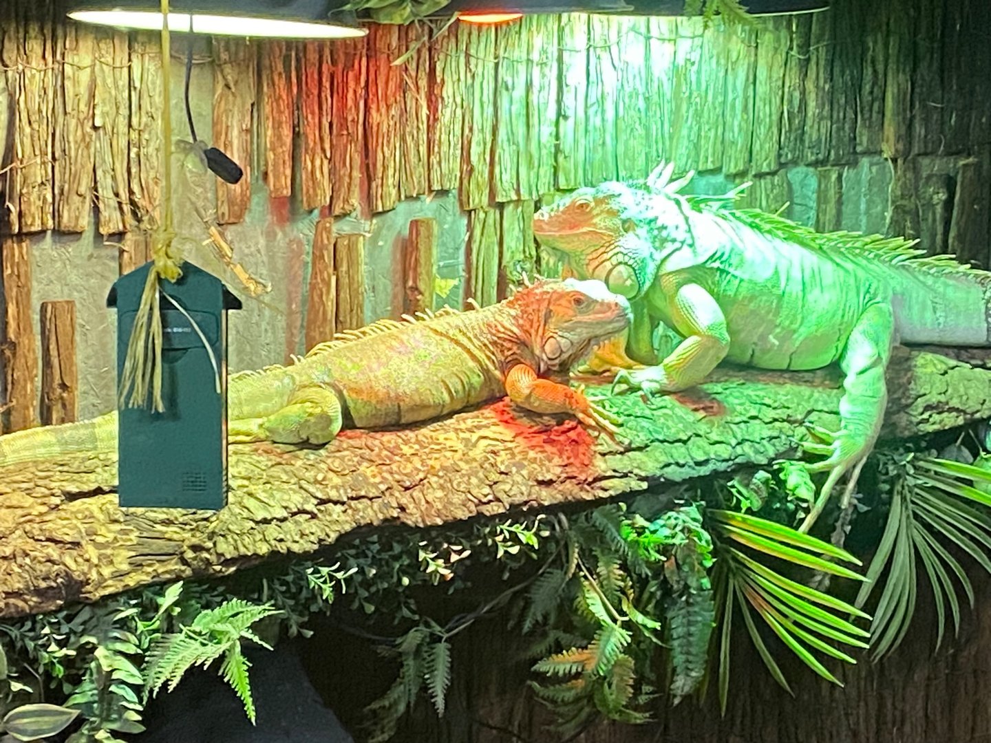 Common green iguanas 140923