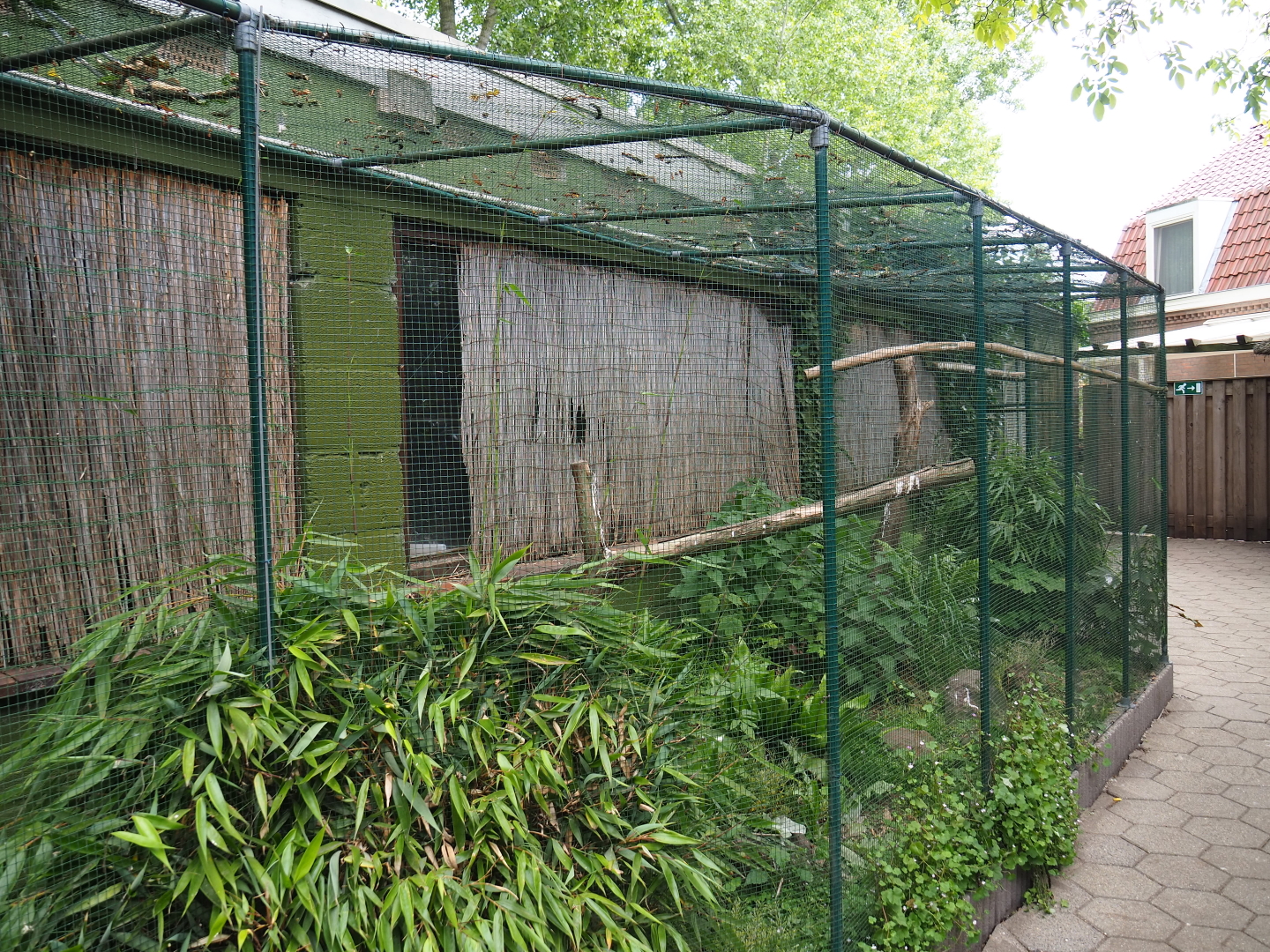 Common green magpie and Spotted dikkop aviary, 2019-05-25
