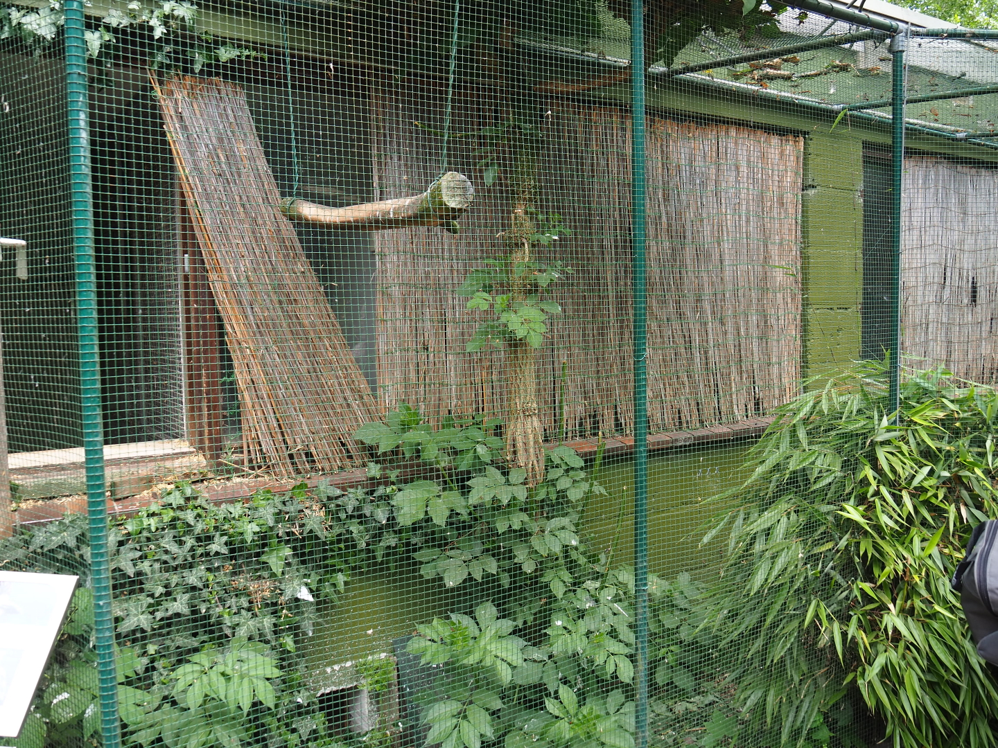 Common green magpie and Spotted dikkop aviary, 2019-05-25