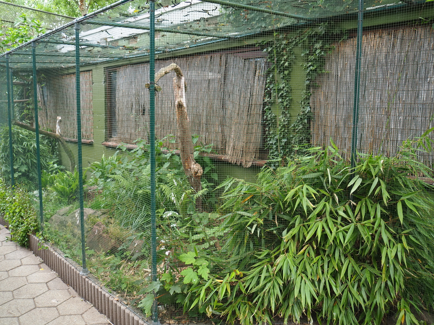Common green magpie and Spotted dikkop aviary, 2019-05-25