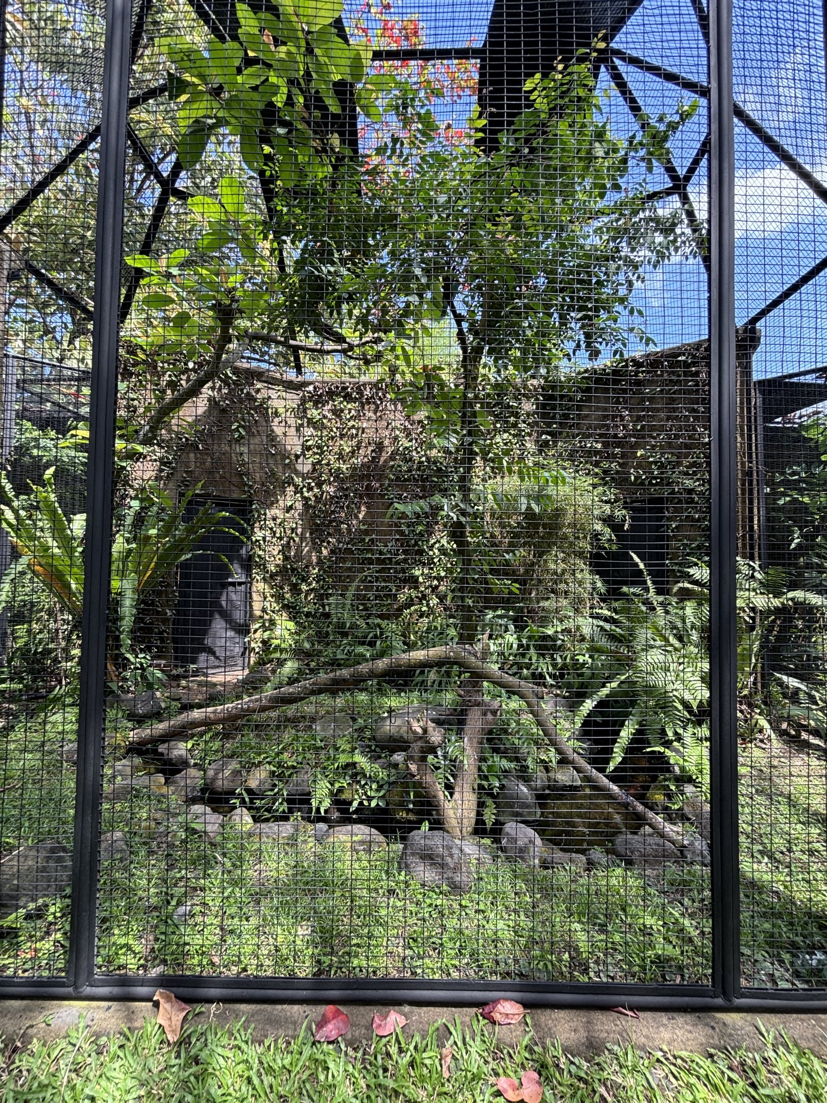Common Green Magpie Aviary