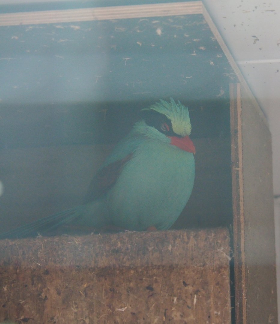 Common green magpie (Cissa chinensis), 2019-05-25