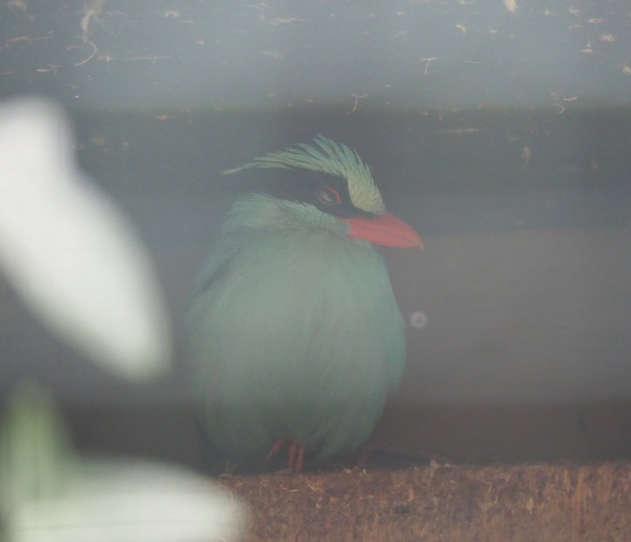 Common green magpie (Cissa chinensis), 2019-05-25