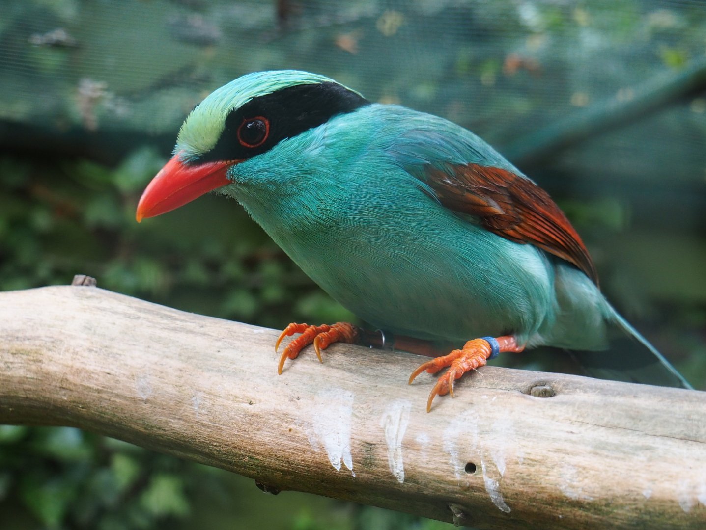 Common green magpie (Cissa chinensis), 2019-05-25