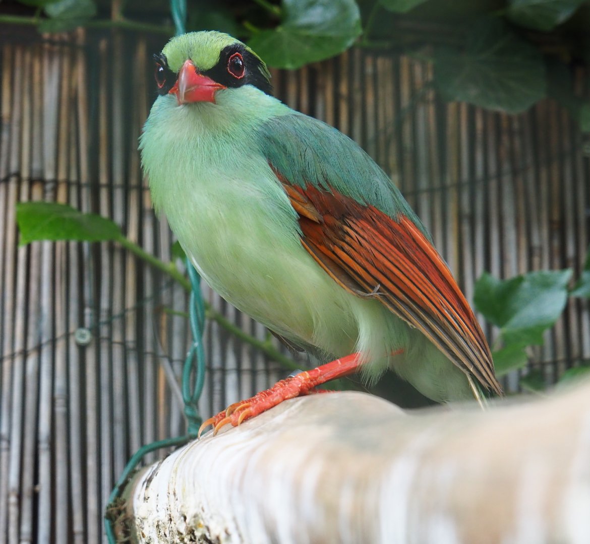 Common green magpie (Cissa chinensis), 2019-05-25