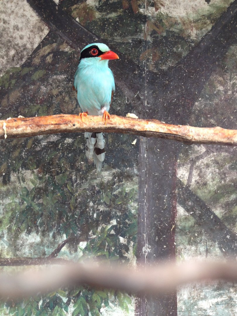 Common Green Magpie (Cissa chinensis)