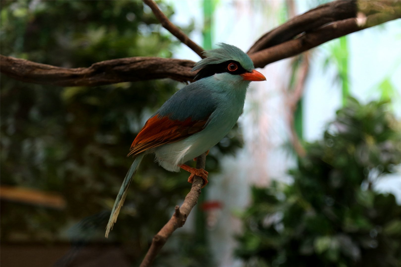 Common Green Magpie (Cissa chinensis)
