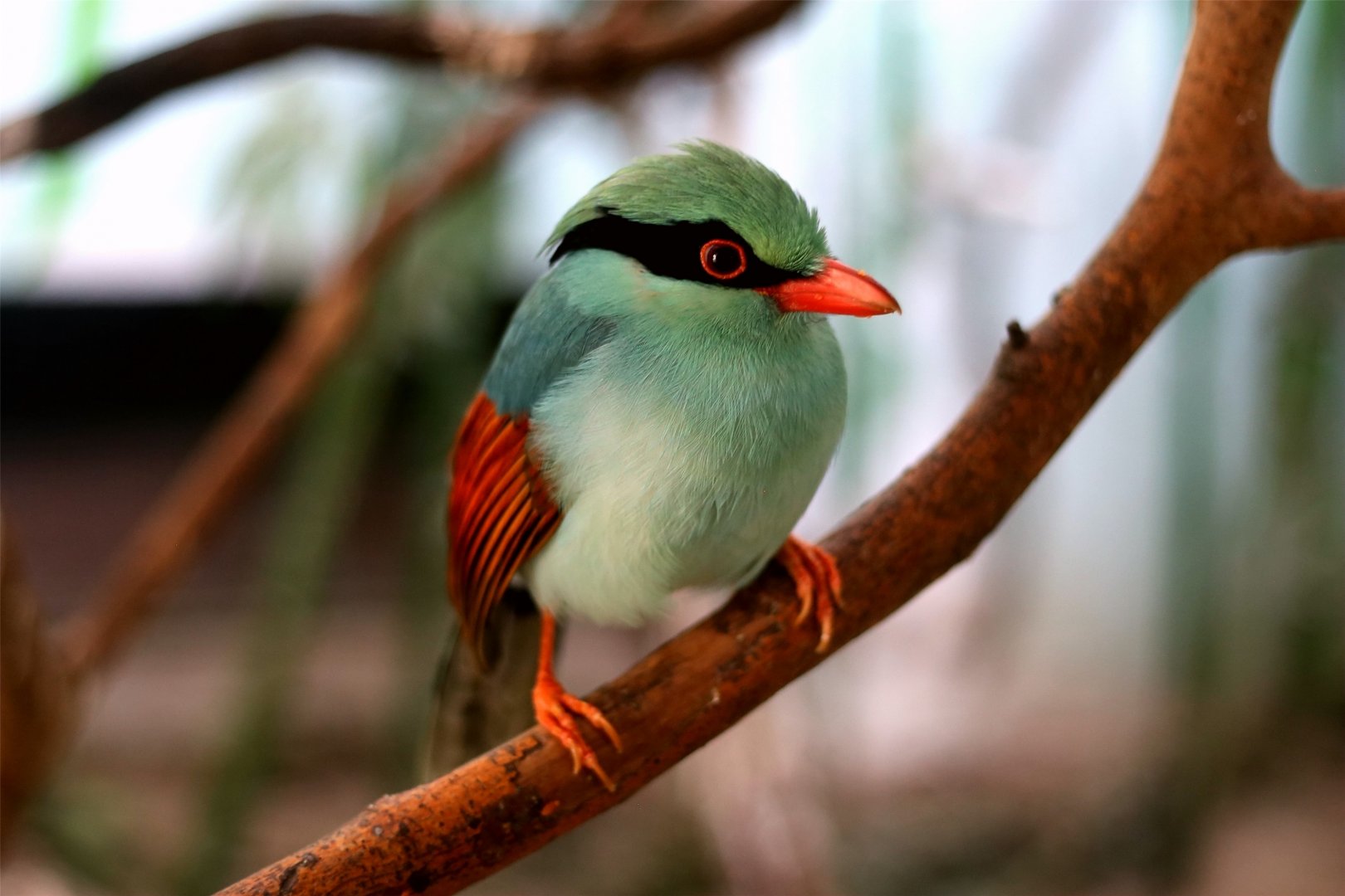 Common Green Magpie (Cissa chinensis)