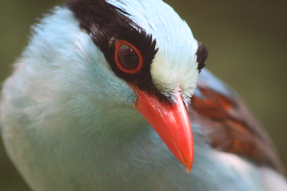 Common Green Magpie (Cissa chinensis)